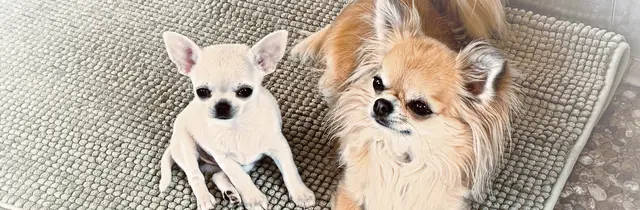 Zwei Chihuahuas von Lighthousehenry, Kurzhaar und Langhaar