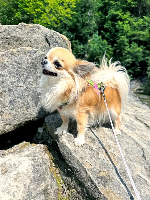 Cara, Chihuahua-Hündin bei Lighthousehenry