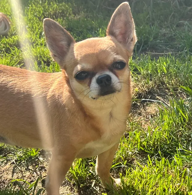Chihuahua von Lighthousehenry im Gras