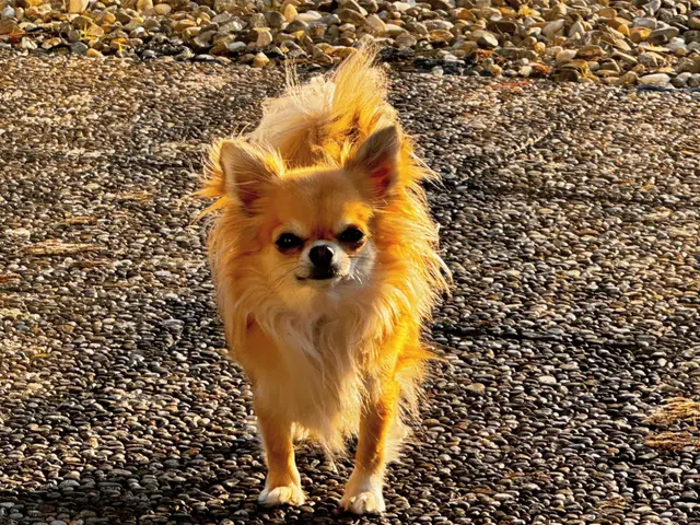 Langhaar-Chihuahua von Lighthousehenry