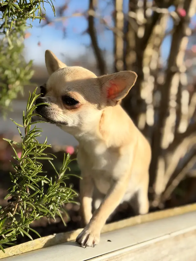Luna, Chihuahua-Hündin bei Lighthousehenry