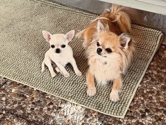 Zwei Chihuahuas auf einer Matte
