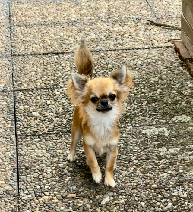 Nova, Chihuahua-Hündin bei Lighthousehenry
