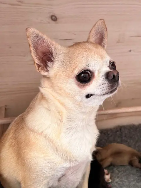 Sally, Chihuahua-Hündin bei Lighthousehenry
