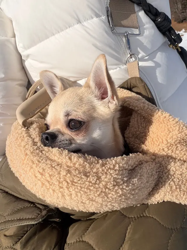 Chihuahua eingekuschelt in einer Decke