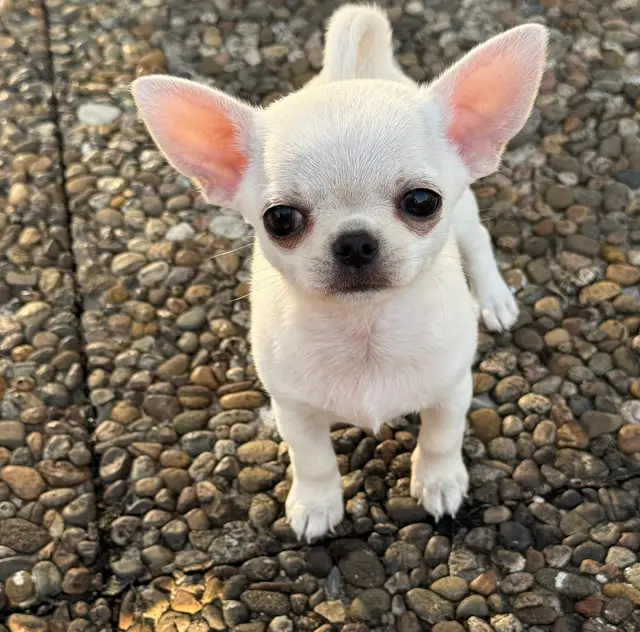 Weißer Chihuahua-Welpe von Lighthousehenry